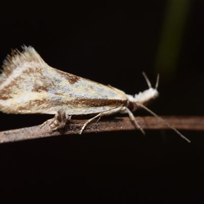 Thema macroscia (A concealer moth) at Watson, ACT - 13 Oct 2024 by DianneClarke