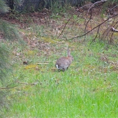 Oryctolagus cuniculus (European Rabbit) at Burradoo, NSW - 14 Oct 2024 by plants