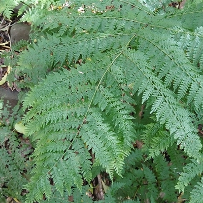 Dennstaedtia davallioides (Lacy Ground Fern) at Bundanoon, NSW - 14 Oct 2024 by plants