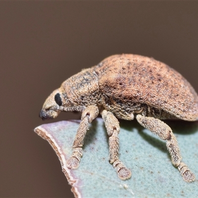 Gonipterus sp. (genus) (Eucalyptus Weevil) at Acton, ACT - 13 Oct 2024 by DianneClarke