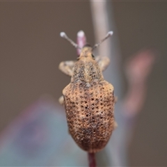 Gonipterus sp. (genus) at Acton, ACT - 14 Oct 2024