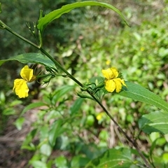 Goodenia ovata (Hop Goodenia) at Bundanoon, NSW - 14 Oct 2024 by plants