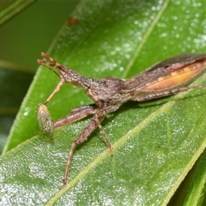 Nyllius australicus at Acton, ACT - 14 Oct 2024 11:26 AM