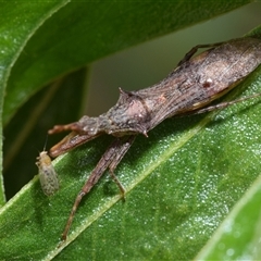 Nyllius australicus at Acton, ACT - 14 Oct 2024 11:26 AM