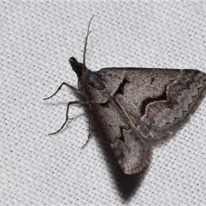 Dichromodes atrosignata at Jerrabomberra, NSW - 12 Oct 2024