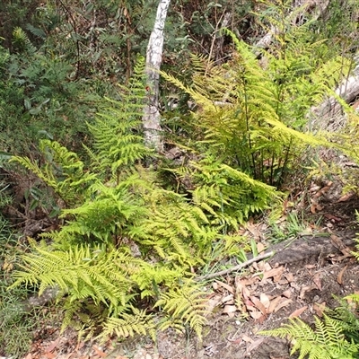 Pteris tremula (Tender Brake) at Bundanoon, NSW - 14 Oct 2024 by plants