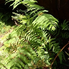 Histiopteris incisa (Bat's-Wing Fern) at Bundanoon, NSW - 14 Oct 2024 by plants