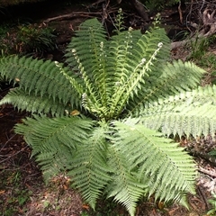 Dicksonia antarctica (Soft Treefern) at Bundanoon, NSW - 14 Oct 2024 by plants