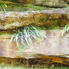 Blechnum patersonii subsp. patersonii (Strap Water Fern) at Bundanoon, NSW - 14 Oct 2024 by plants