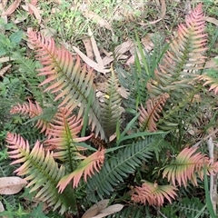 Blechnum neohollandicum (Prickly Rasp Fern) at Bundanoon, NSW - 14 Oct 2024 by plants