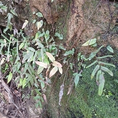 Blechnum ambiguum at Robertson, NSW - 14 Oct 2024 by plants