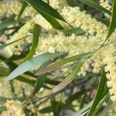 Acacia longifolia subsp. longifolia (Sydney Golden Wattle) at Gurrundah, NSW - 5 Oct 2024 by JaneR