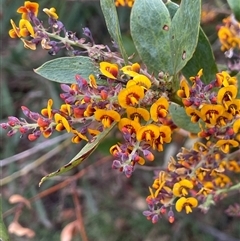 Daviesia latifolia (Hop Bitter-Pea) at Gurrundah, NSW - 5 Oct 2024 by JaneR