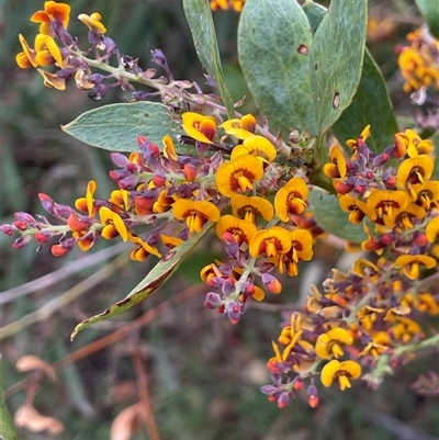 Daviesia latifolia (Hop Bitter-Pea) at Gurrundah, NSW - 5 Oct 2024 by JaneR