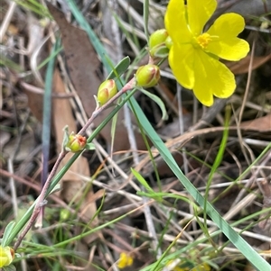 Hibbertia obtusifolia at Gurrundah, NSW - 5 Oct 2024