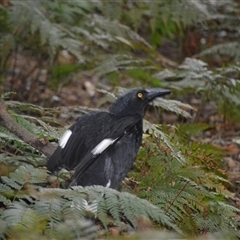 Strepera graculina (Pied Currawong) at Robertson, NSW - 14 Oct 2024 by plants