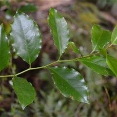 Pennantia cunninghamii (Brown Beech) at Robertson, NSW - 14 Oct 2024 by plants