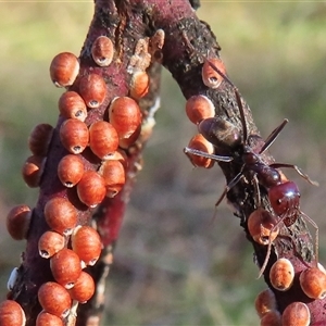 Eriococcus coriaceus at Symonston, ACT - 12 Oct 2024