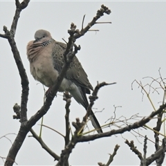 Spilopelia chinensis (Spotted Dove) at Evatt, ACT - 14 Oct 2024 by Thurstan