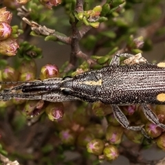 Rhinotia bidentata at Bruce, ACT - 14 Oct 2024