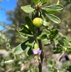 Lycium ferocissimum (African Boxthorn) at Campbell, ACT - 12 Oct 2024 by SilkeSma