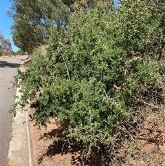 Lycium ferocissimum at Campbell, ACT - 13 Oct 2024 10:46 AM