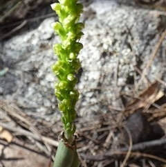 Microtis parviflora (Slender Onion Orchid) at Borough, NSW - 12 Oct 2024 by Paul4K