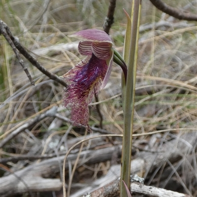 Calochilus platychilus (Purple Beard Orchid) at Borough, NSW - 12 Oct 2024 by Paul4K