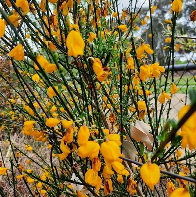 Spartium junceum (Spanish Broom ) at Richardson, ACT - 14 Oct 2024 by MB