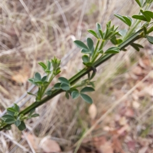 Spartium junceum at Richardson, ACT - 15 Oct 2024 10:34 AM