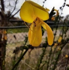 Spartium junceum at Richardson, ACT - 15 Oct 2024 10:34 AM