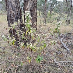 Olearia lirata (Snowy Daisybush) at Isaacs, ACT - 15 Oct 2024 by Mike