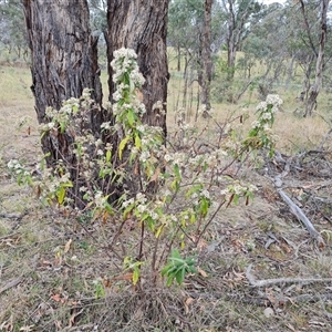 Olearia lirata at Isaacs, ACT - 15 Oct 2024