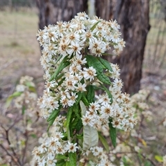 Olearia lirata at Isaacs, ACT - 15 Oct 2024