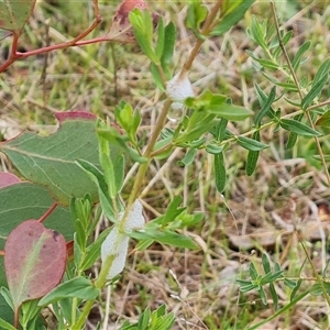 Cercopidae (family) at Isaacs, ACT - 15 Oct 2024 11:40 AM