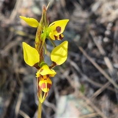 Diuris sulphurea (Tiger Orchid) at Tharwa, ACT - 11 Oct 2024 by Philip