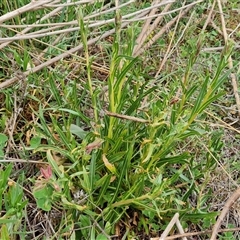 Oenothera stricta subsp. stricta (Common Evening Primrose) at Isaacs, ACT - 15 Oct 2024 by Mike