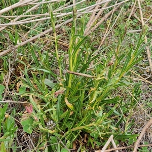 Oenothera stricta subsp. stricta at Isaacs, ACT - 15 Oct 2024