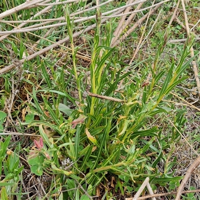 Oenothera stricta subsp. stricta (Common Evening Primrose) at Isaacs, ACT - 15 Oct 2024 by Mike