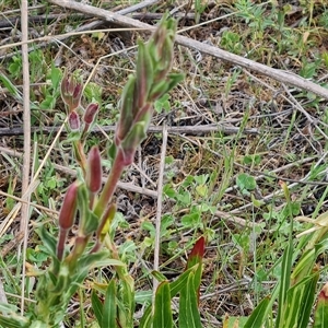 Oenothera stricta subsp. stricta at Isaacs, ACT - 15 Oct 2024