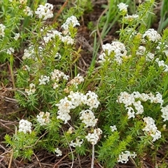 Asperula conferta (Common Woodruff) at Isaacs, ACT - 15 Oct 2024 by Mike