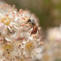 Exoneura sp. (genus) (A reed bee) at Broulee, NSW - 14 Oct 2024 by PeterA