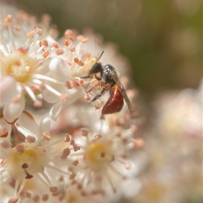 Exoneura sp. (genus) (A reed bee) at Broulee, NSW - 14 Oct 2024 by PeterA