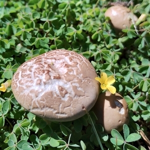 Agrocybe praecox group at Murrumbateman, NSW - suppressed