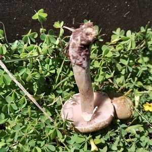 Agrocybe praecox group at Murrumbateman, NSW - suppressed