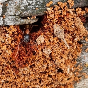 Camponotus consobrinus at Isaacs, ACT - 15 Oct 2024 12:14 PM