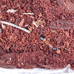 Camponotus consobrinus at Isaacs, ACT - 15 Oct 2024 12:14 PM