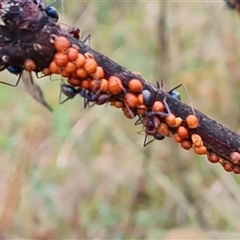 Eriococcus coriaceus (Gumtree Scale) at Isaacs, ACT - 15 Oct 2024 by Mike