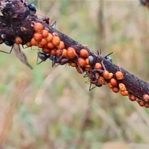 Eriococcus coriaceus at Isaacs, ACT - 15 Oct 2024