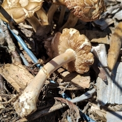 Agrocybe praecox group at Murrumbateman, NSW - 10 Oct 2024 by Teresa